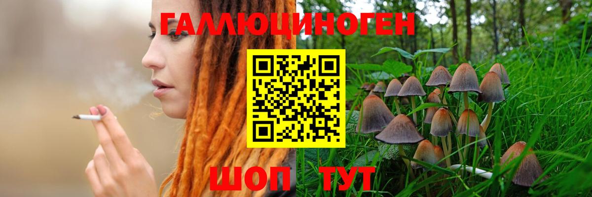 Галлюциногенные грибы Psilocybe Усть-Лабинск